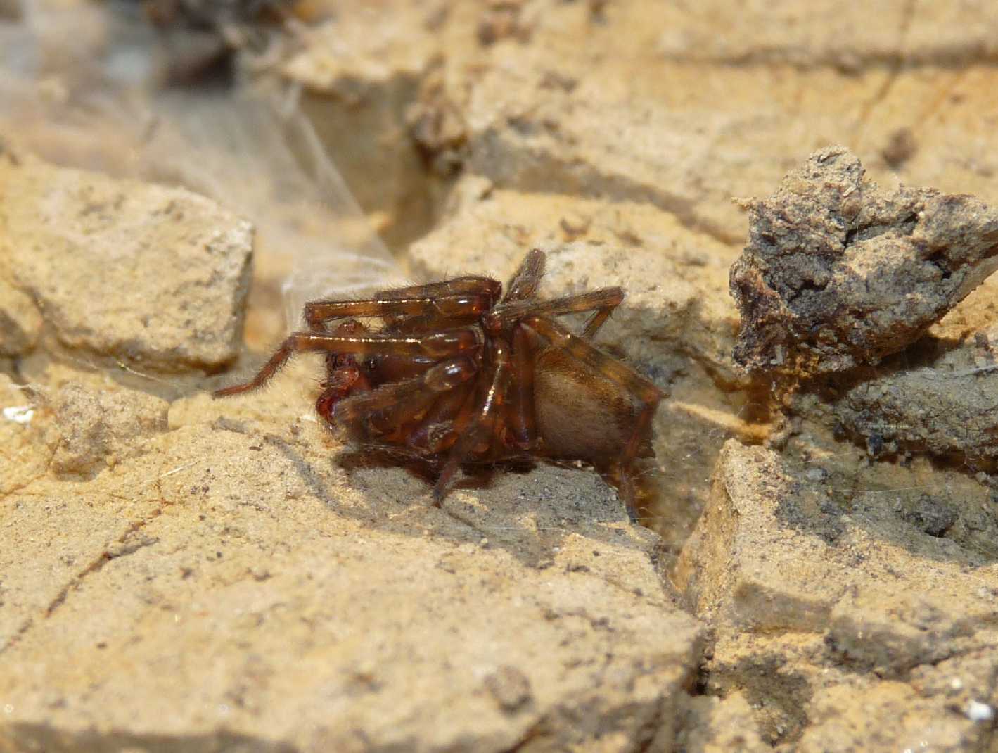 Amaurobius erberi